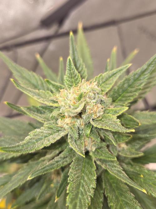 Sponsor grow. Week 8