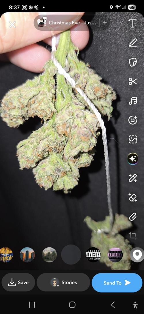 Sponsor grow. Week 8