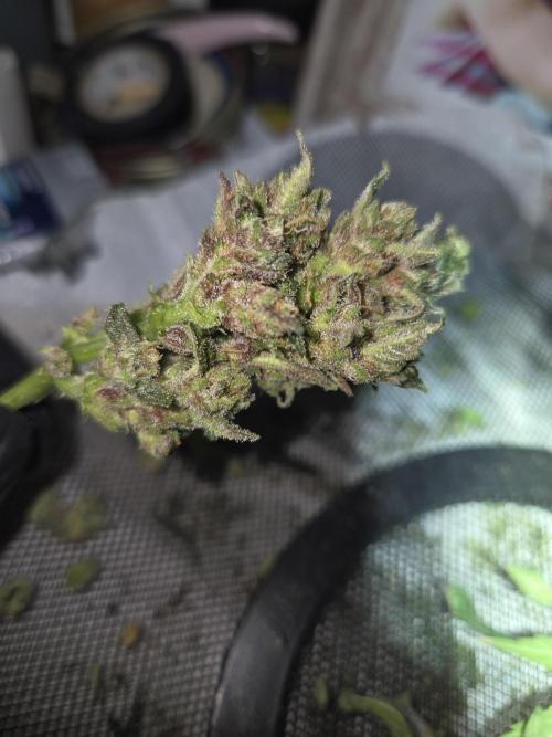 Sponsor grow. Week 8