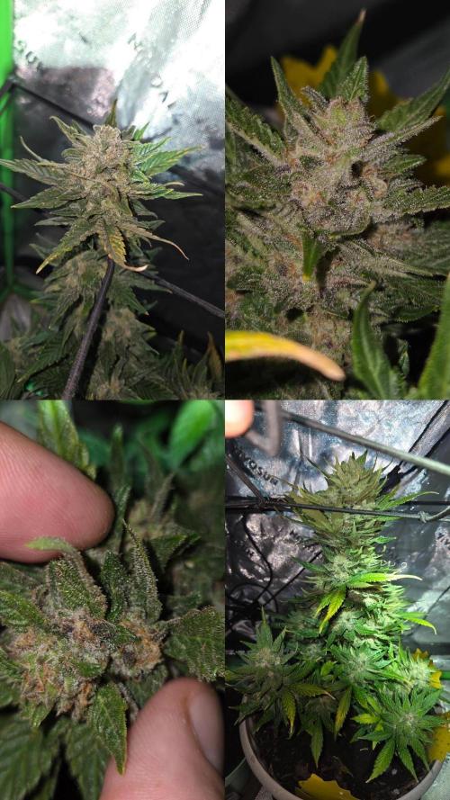 Sponsor grow. Week 8