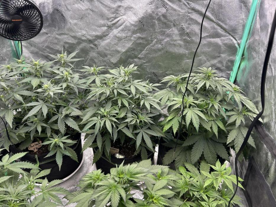 Early winter 4x4. Week 6 - picture got cropped?