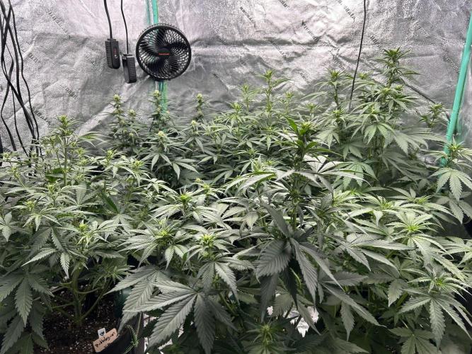 Early winter 4x4. Week 7 - 4x4 canopy