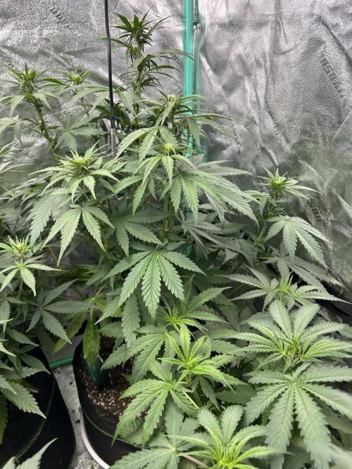 Early winter 4x4. Week 7 - FastBuds Banana purple punch auto