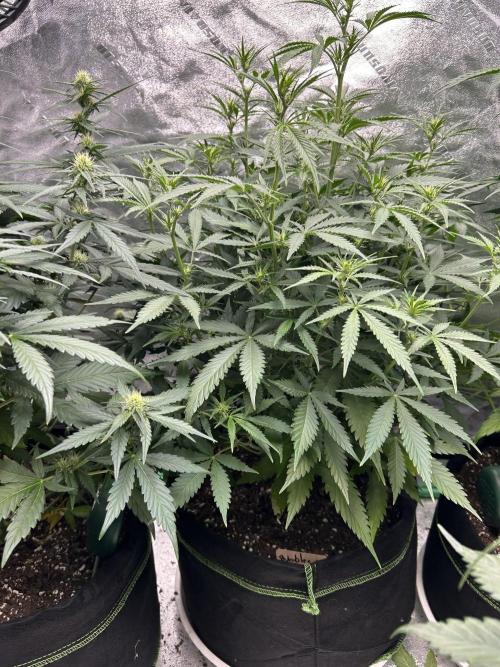 Early winter 4x4. Week 7 - FastBuds Bubblegum auto