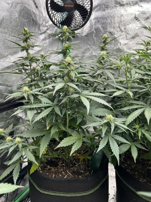 Early winter 4x4. Week 7 - FastBuds Chemdawg  auto 