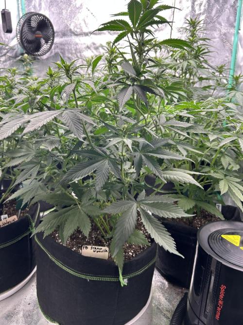 Early winter 4x4. Week 7 - Fastbuds Strawberry gorilla auto