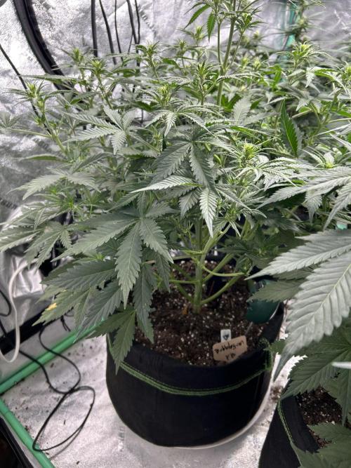 Early winter 4x4. Week 7 - Fastbuds Bubblegum auto 2