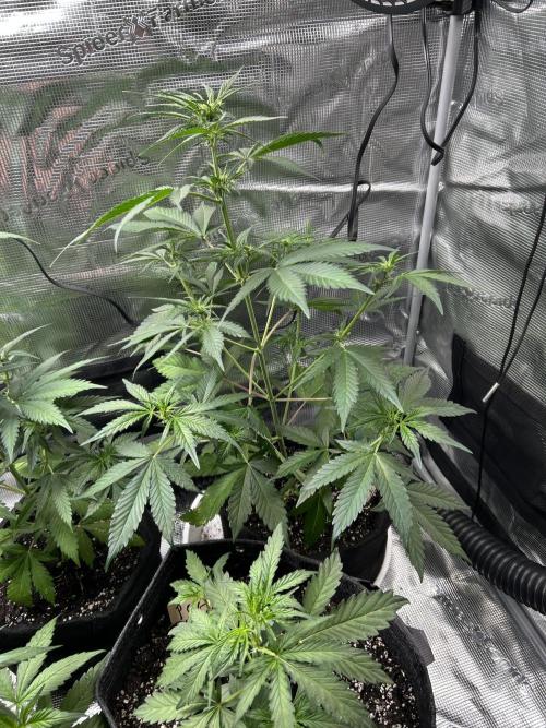 fall 3x5. Week 4 - Lem Cherry cookies