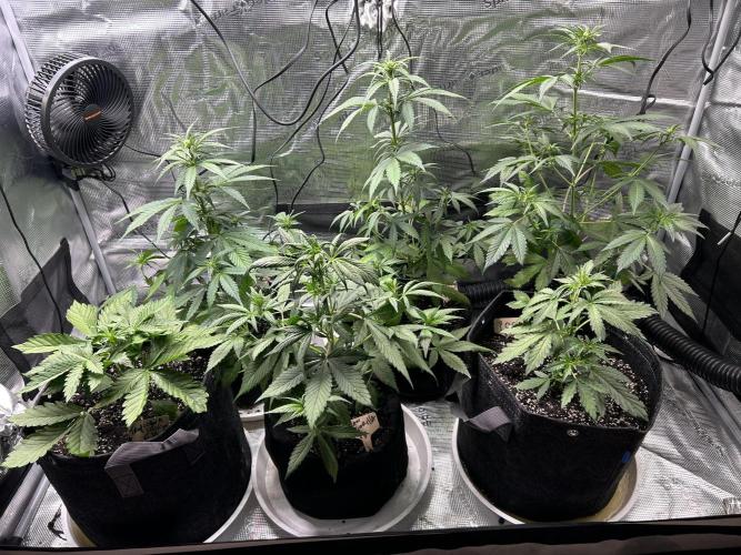 fall 3x5. Week 4 - Lem cherry cookies