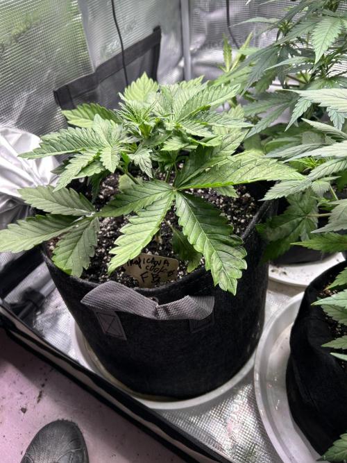 fall 3x5. Week 4 - Tropicana cookies 3 weeks