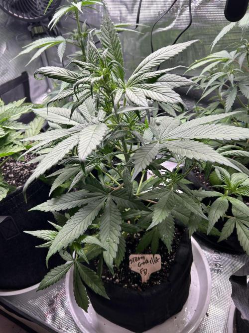 fall 3x5. Week 4 - Strawberry gorilla