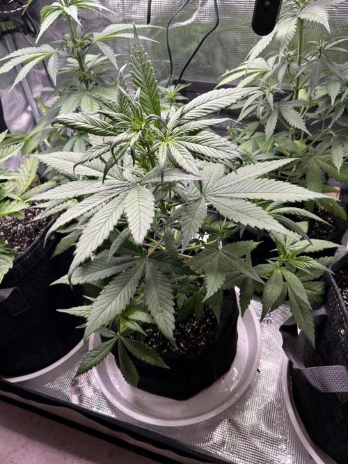 fall 3x5. Week 4 - Straw