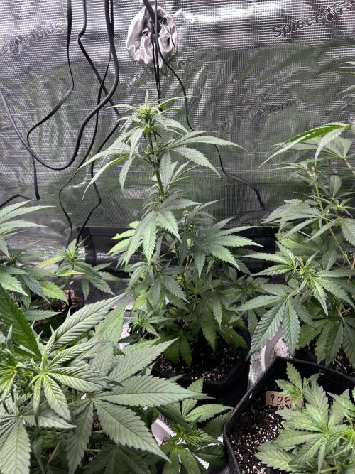 fall 3x5. Week 4 - lem cherry cookies