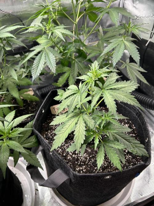 fall 3x5. Week 4 - Ethos Planet of the grapes auto week 3