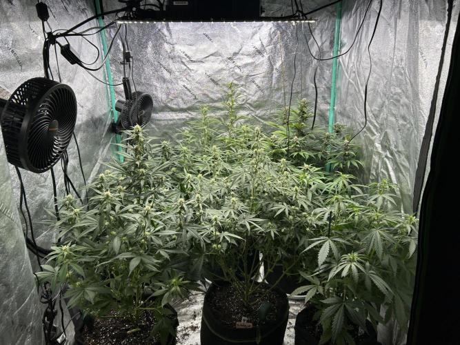 Early winter 4x4. Week 8