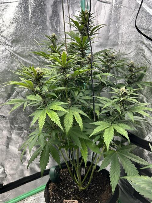 Early winter 4x4. Week 8