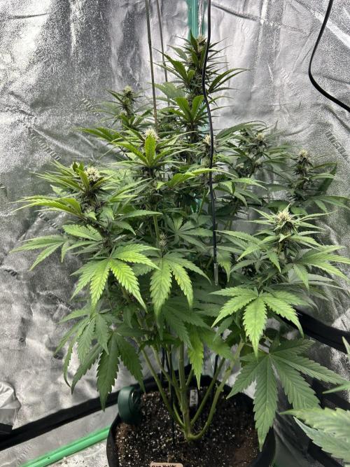 Early winter 4x4. Week 8