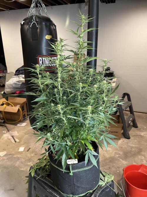 Early winter 4x4. Week 8