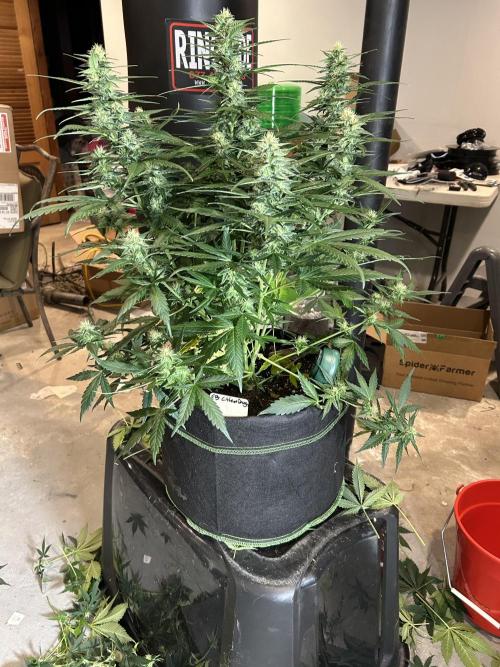 Early winter 4x4. Week 8