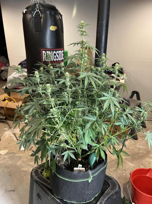 Early winter 4x4. Week 8