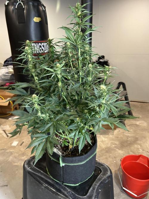 Early winter 4x4. Week 8