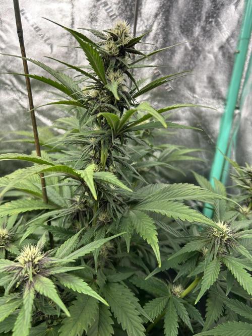 Early winter 4x4. Week 8