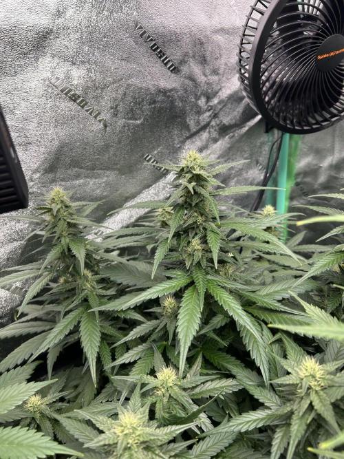 Early winter 4x4. Week 8