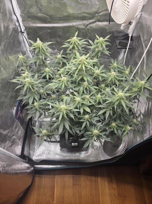 Speedrun Fatality. Week 6