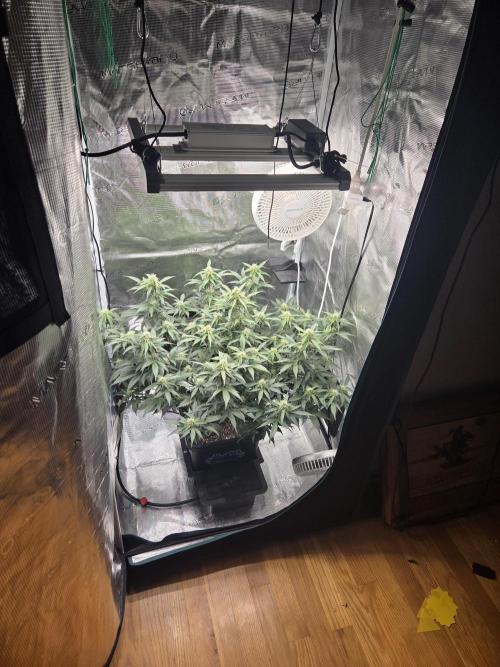 Speedrun Fatality. Week 6