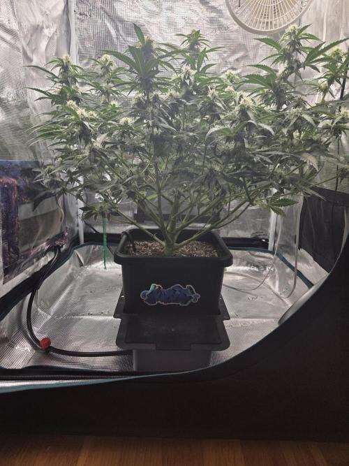 Speedrun Fatality. Week 6