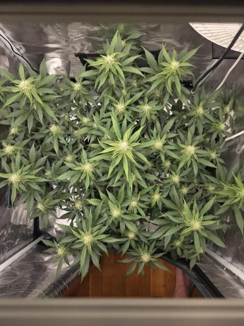 Speedrun Fatality. Week 6