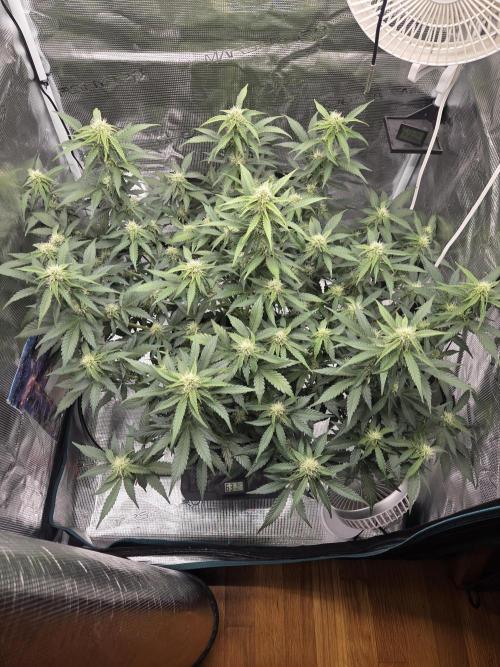 Speedrun Fatality. Week 6