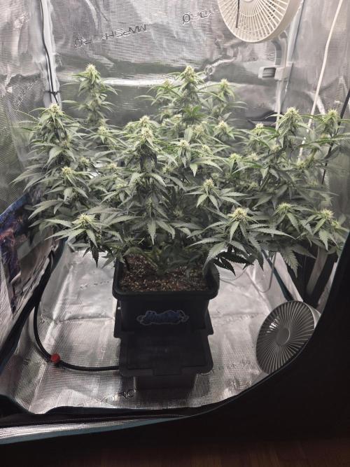 Speedrun Fatality. Week 6