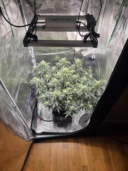 Speedrun Fatality. Week 7