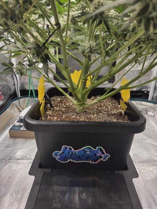 Speedrun Fatality. Week 7