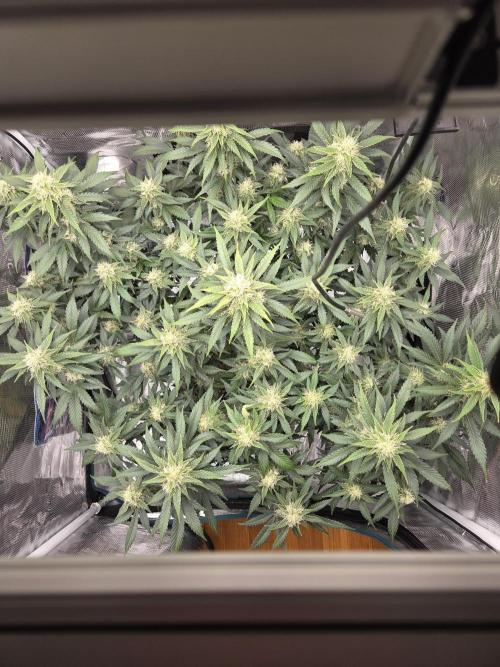 Speedrun Fatality. Week 8