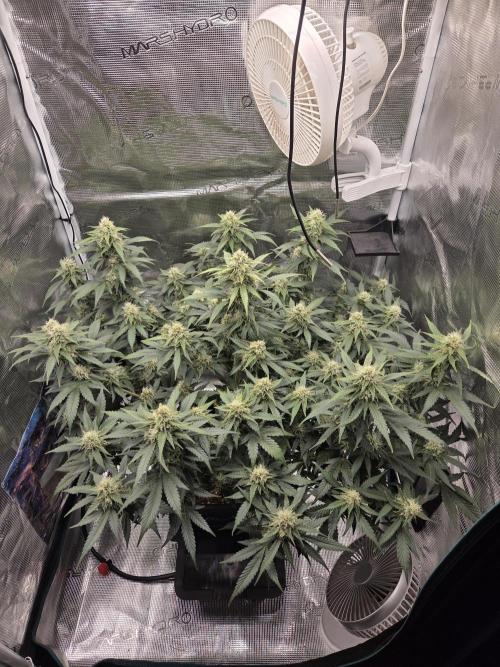 Speedrun Fatality. Week 8