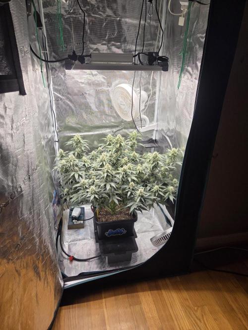 Speedrun Fatality. Week 8