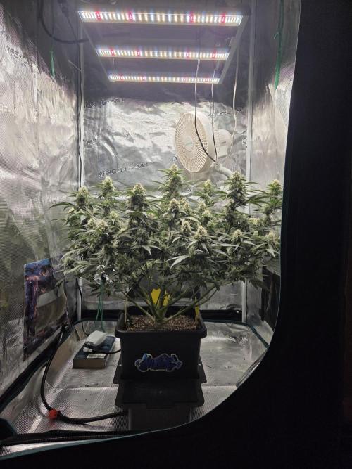 Speedrun Fatality. Week 8