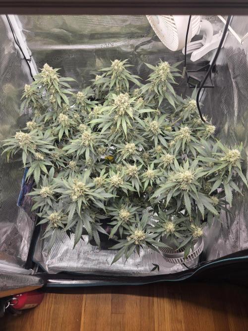 Speedrun Fatality. Week 9