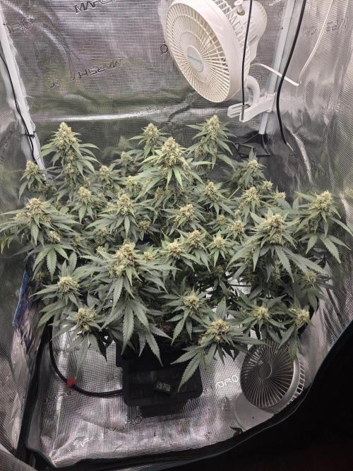 Speedrun Fatality. Week 9