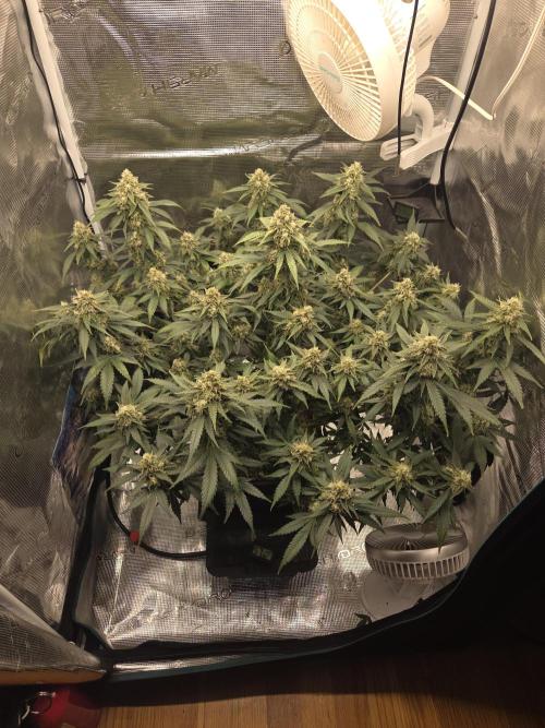 Speedrun Fatality. Week 9