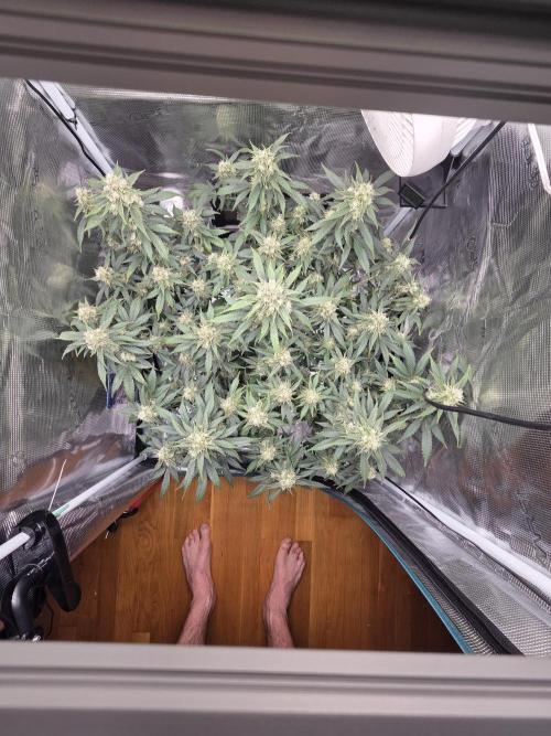 Speedrun Fatality. Week 9