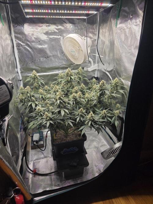 Speedrun Fatality. Week 9