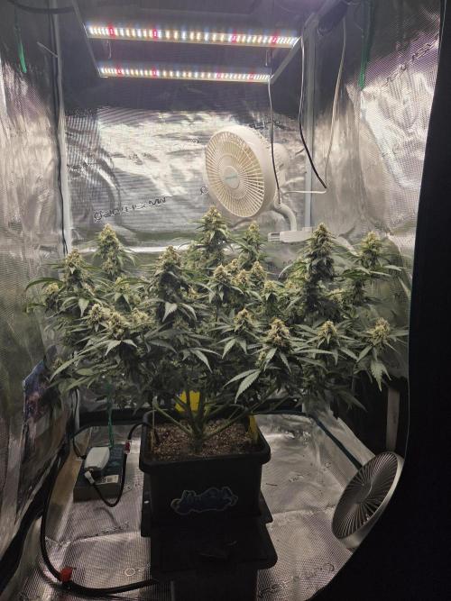 Speedrun Fatality. Week 9