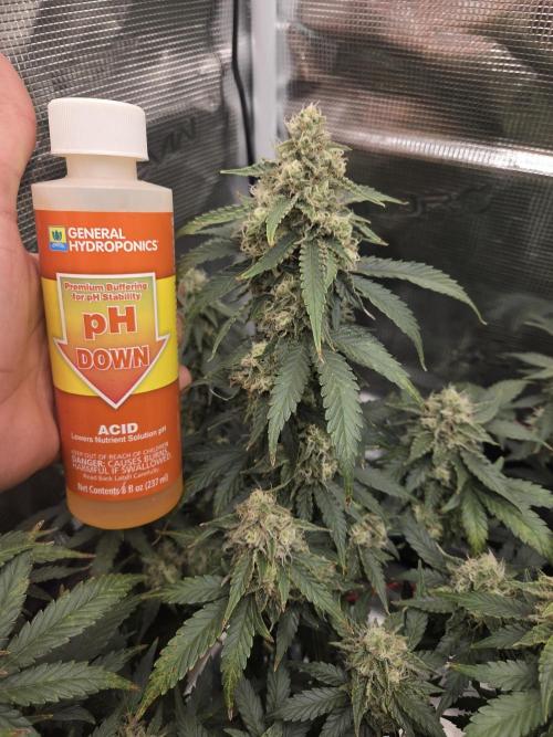 Speedrun Fatality. Week 9