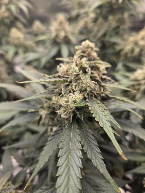 Speedrun Fatality. Week 9