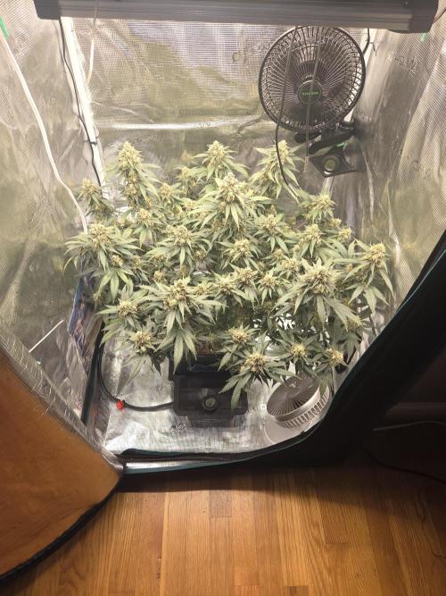 Speedrun Fatality. Week 10