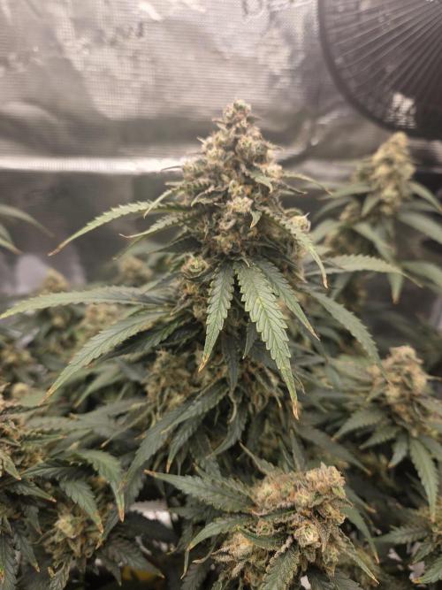 Speedrun Fatality. Week 10