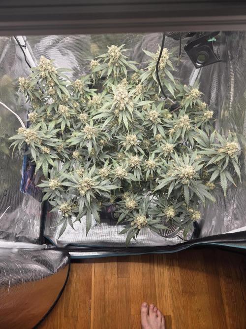 Speedrun Fatality. Week 10